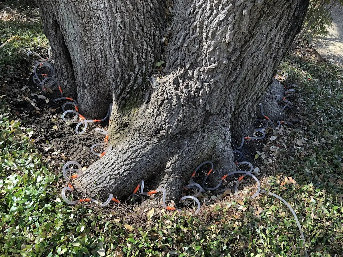 Detailed Tree Cabling and Bracing job site in Taberg