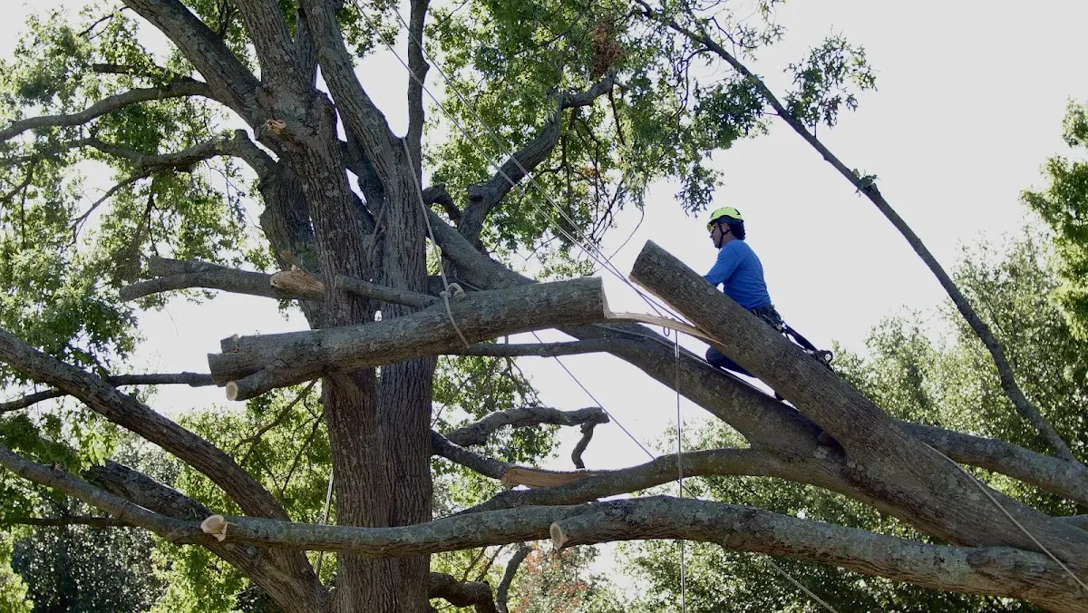 Professional Crown Thinning performed by certified arborists in Taberg