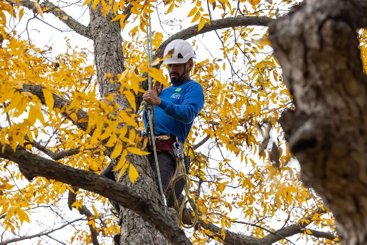 Skilled Tree Transplanting crew working in Taberg